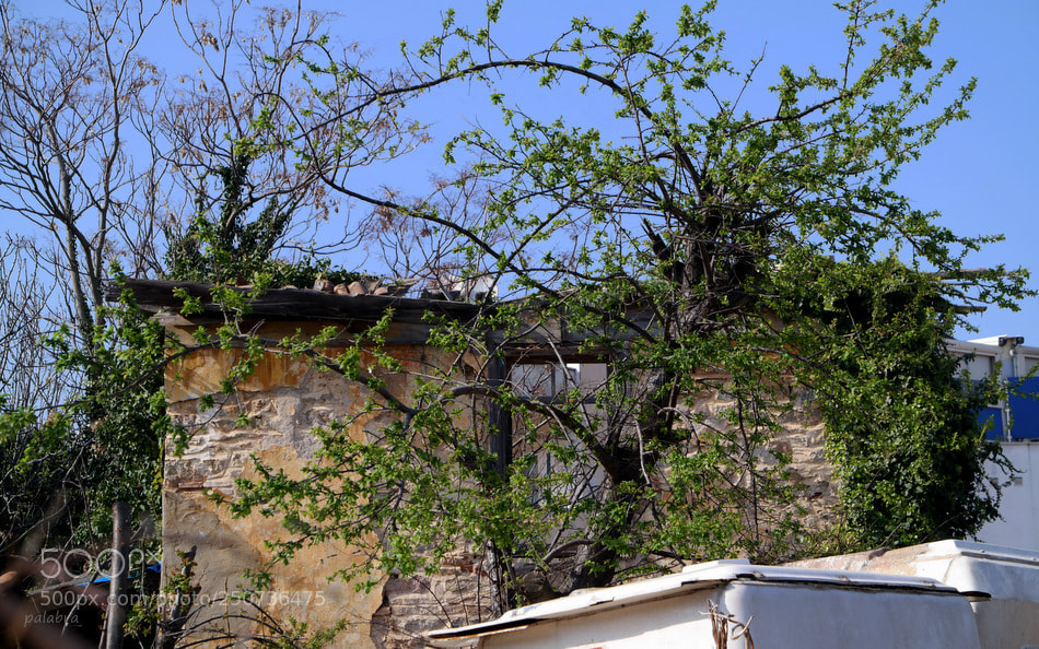 Samsung NX30 sample photo. Mevsimler gelir geçer photography