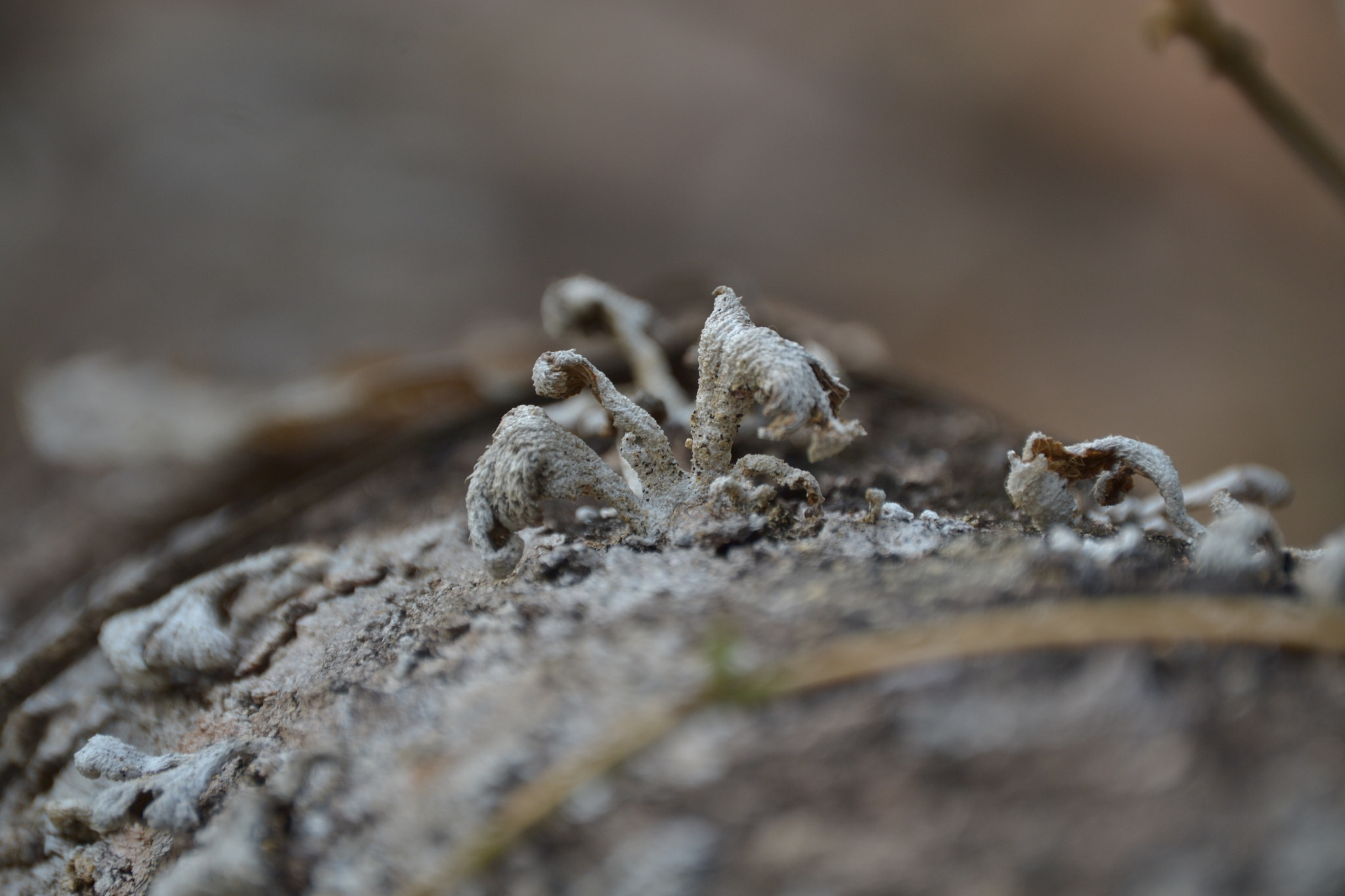 Nikon D3100 sample photo