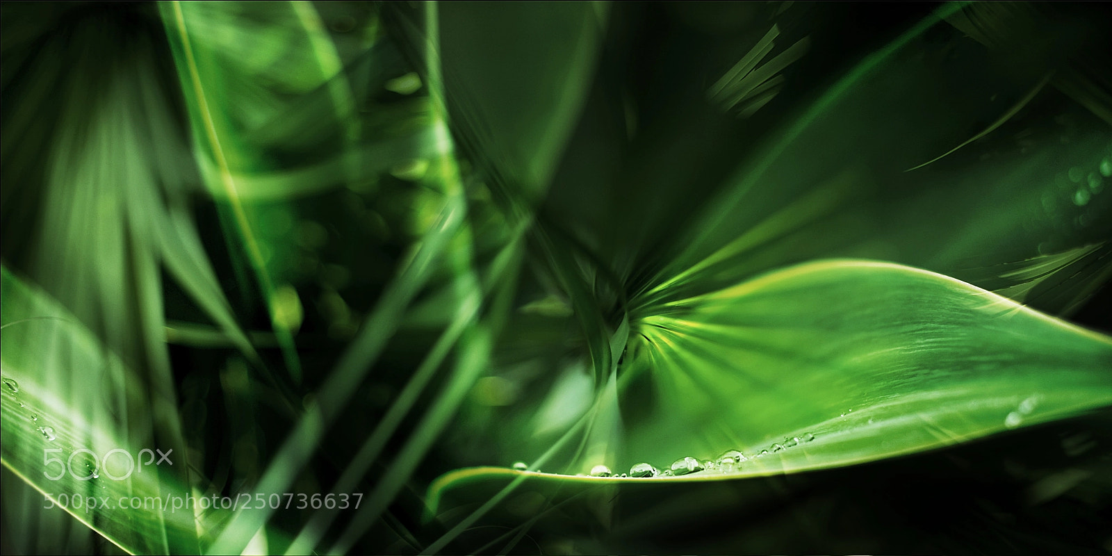 Nikon D700 sample photo. Double exposure photography