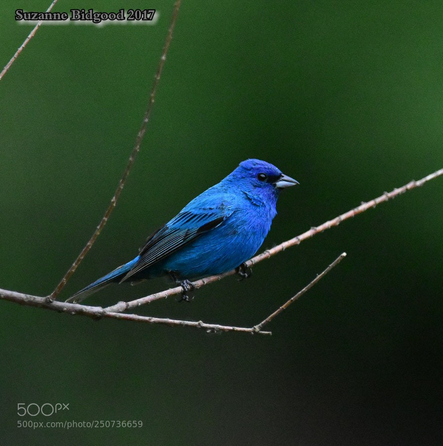 Nikon D5500 sample photo. Indigo bunting photography