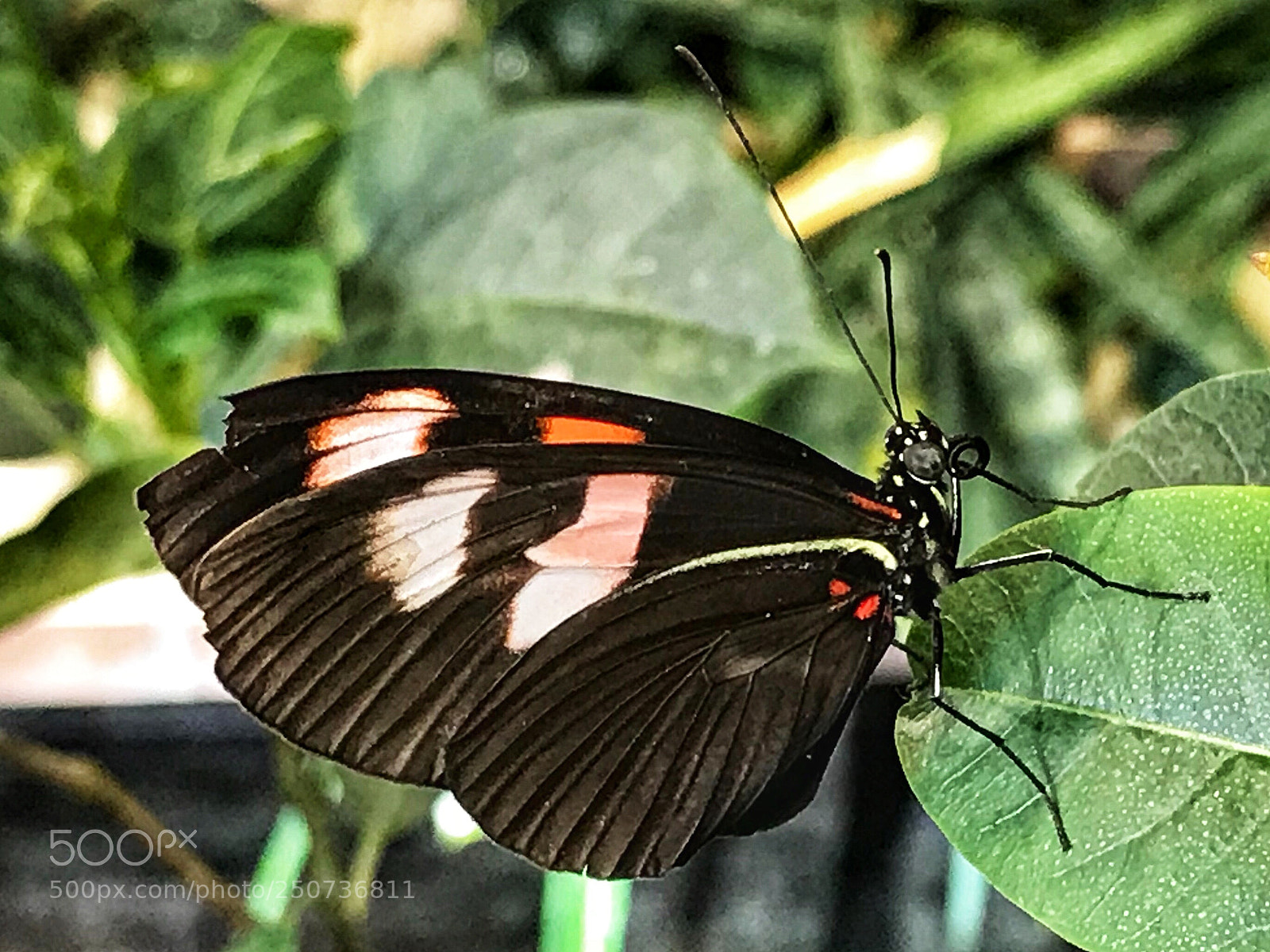 Apple iPhone 7 sample photo. Nicked wing photography