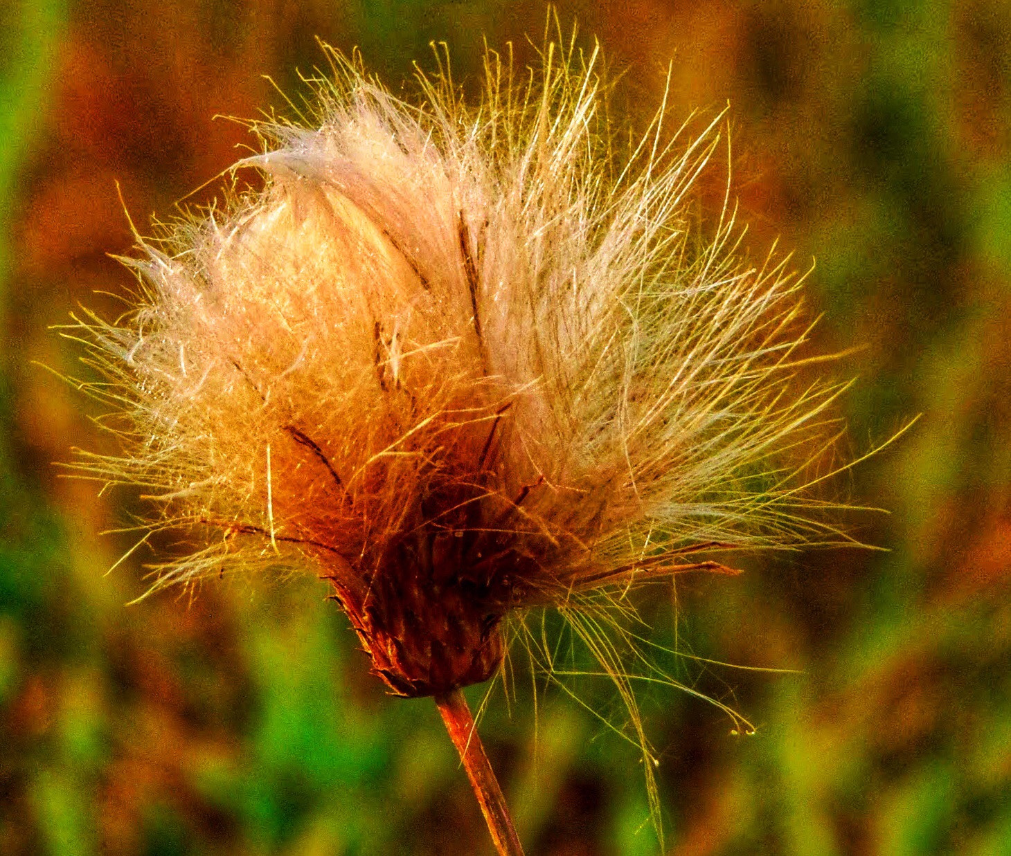 Olympus SP-810UZ sample photo. Need a haircut? photography