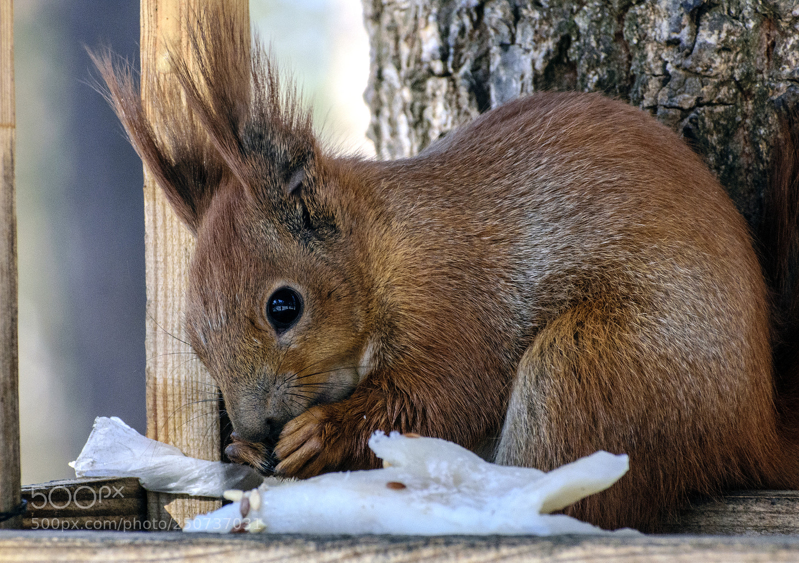 Nikon D5300 sample photo. Squirrel photography