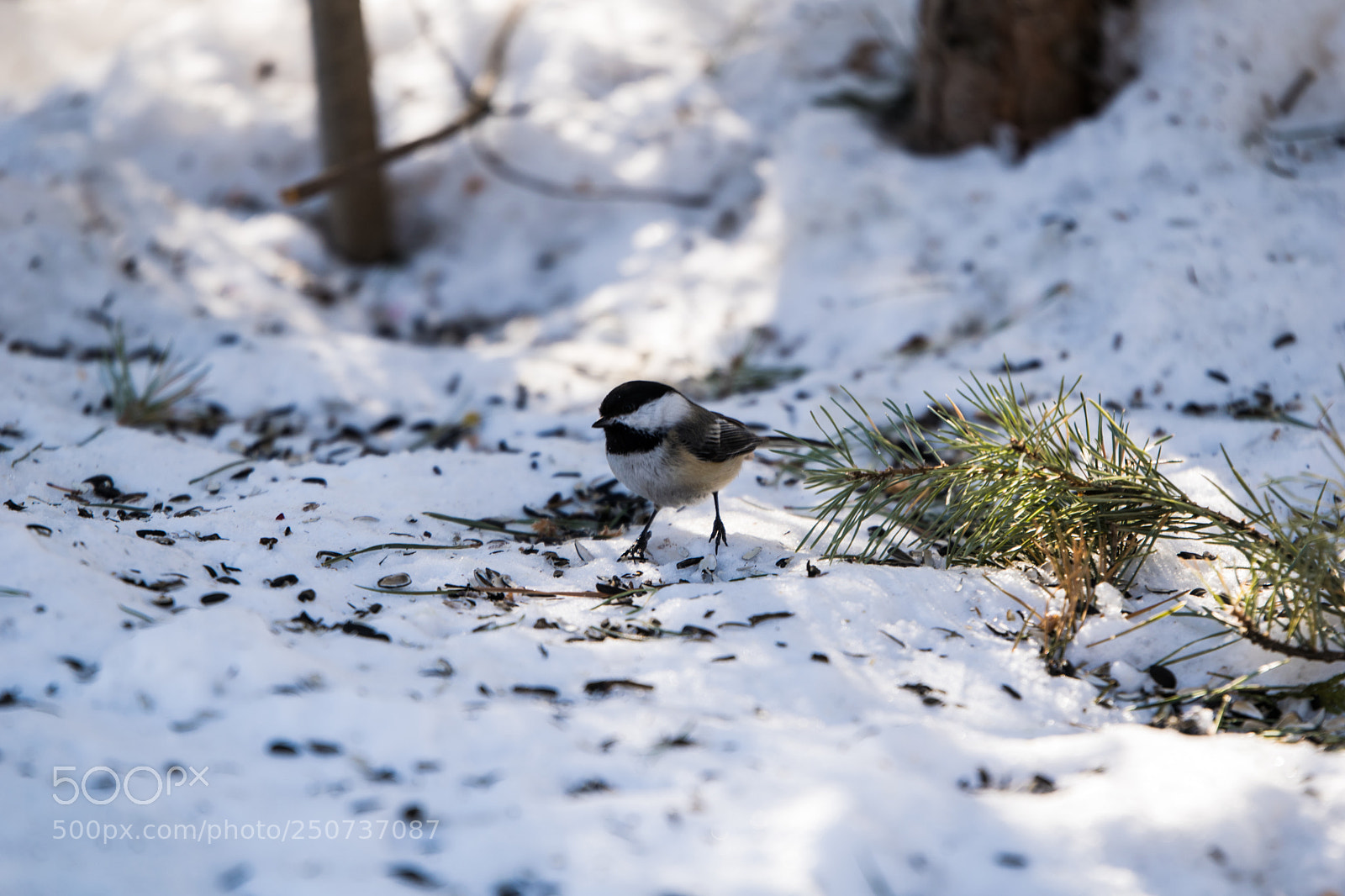 Nikon D3300 sample photo. Bird photography