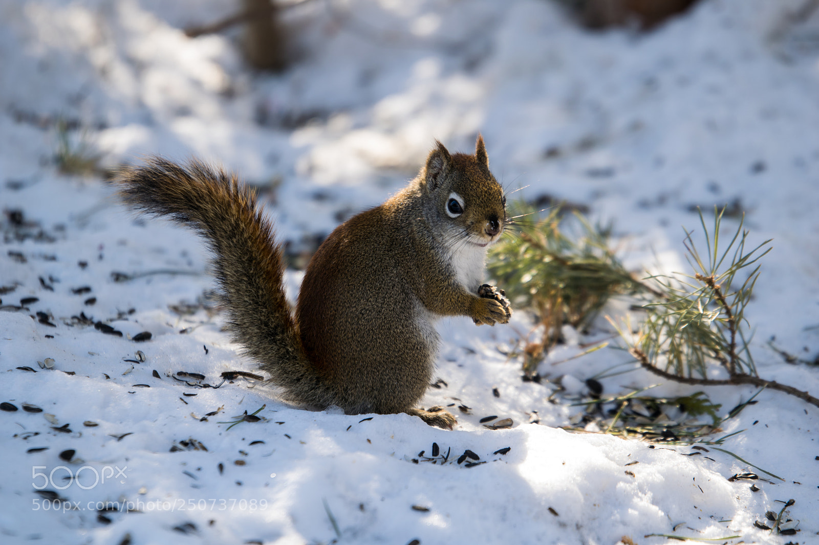 Nikon D3300 sample photo. Squirel photography