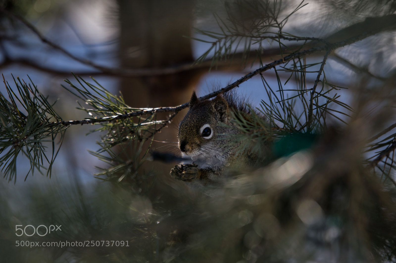 Nikon D3300 sample photo. Squirel 2 photography