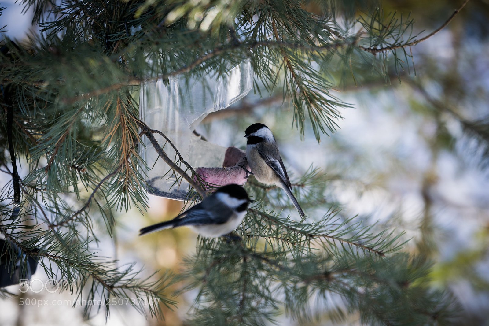 Nikon D3300 sample photo. Bird 2 photography