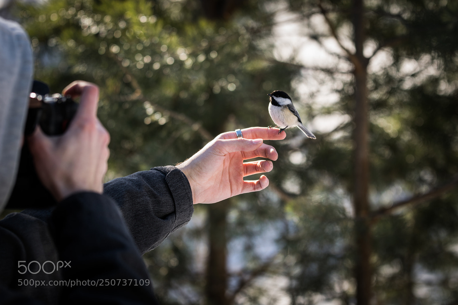 Nikon D3300 sample photo. Bird on hand photography