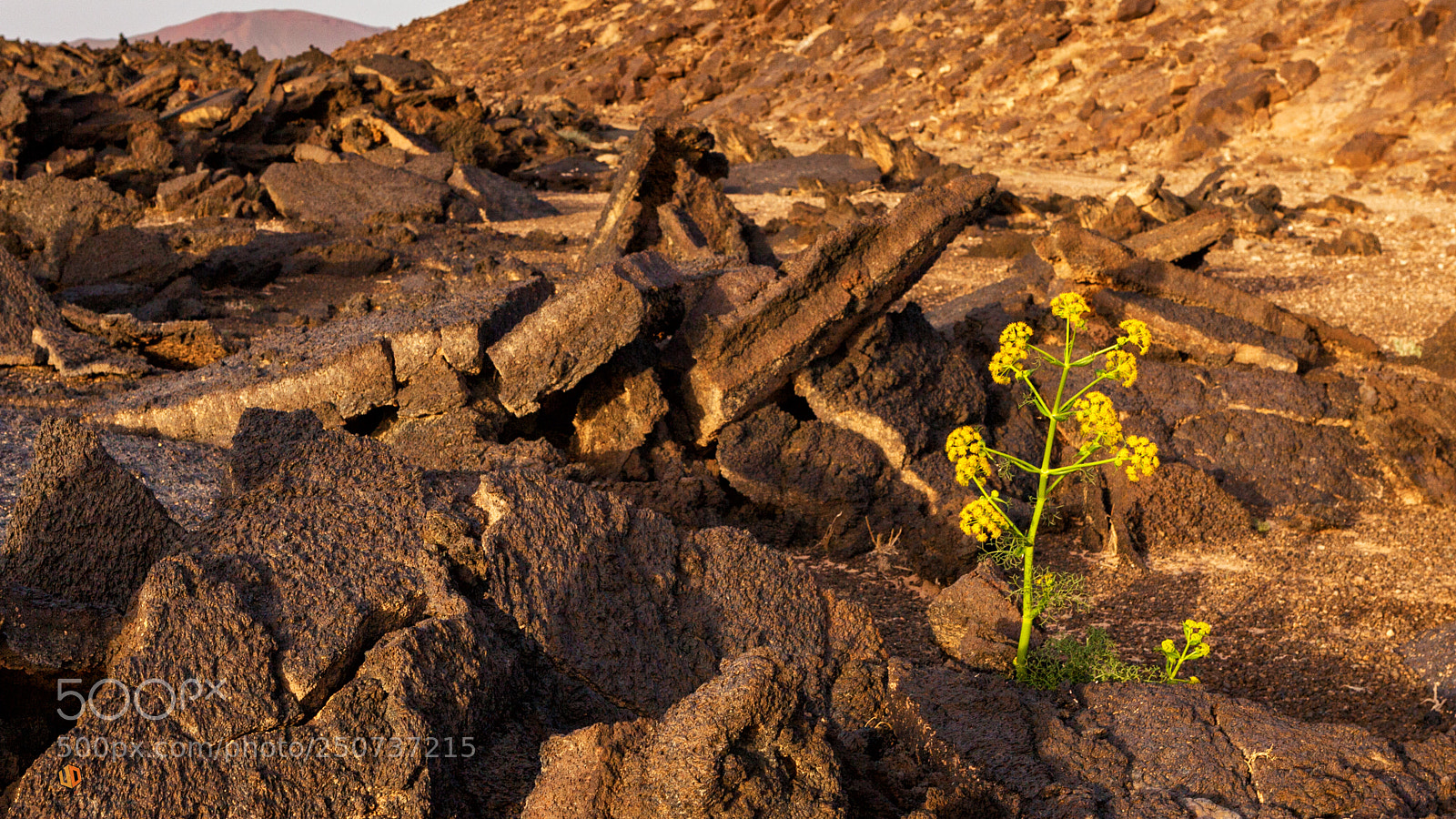 Canon EOS 5D Mark II sample photo. Life blossoms in the photography