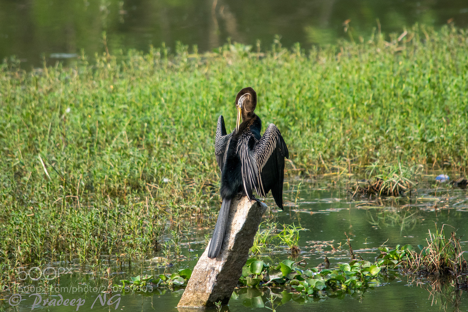 Nikon D3300 sample photo. Darter photography