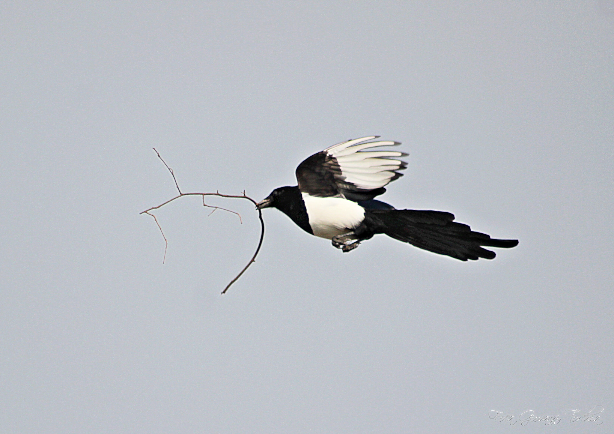 Canon EOS 1200D (EOS Rebel T5 / EOS Kiss X70 / EOS Hi) sample photo. Birds to work...gazzaladra photography