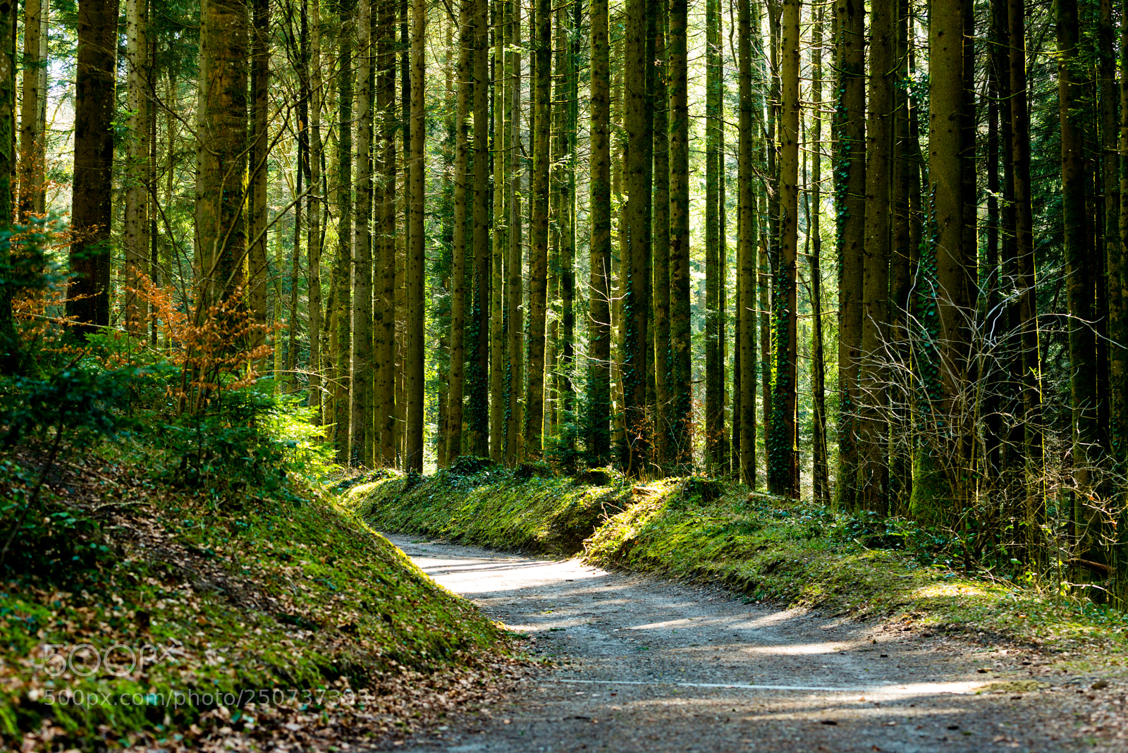 Nikon D610 sample photo. Spring path photography