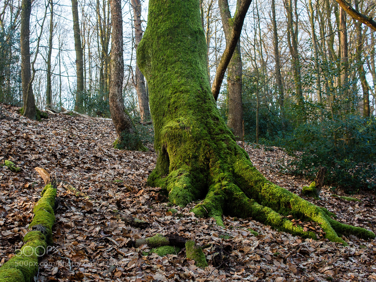 Canon EOS 700D (EOS Rebel T5i / EOS Kiss X7i) sample photo. Tree in moss dress photography