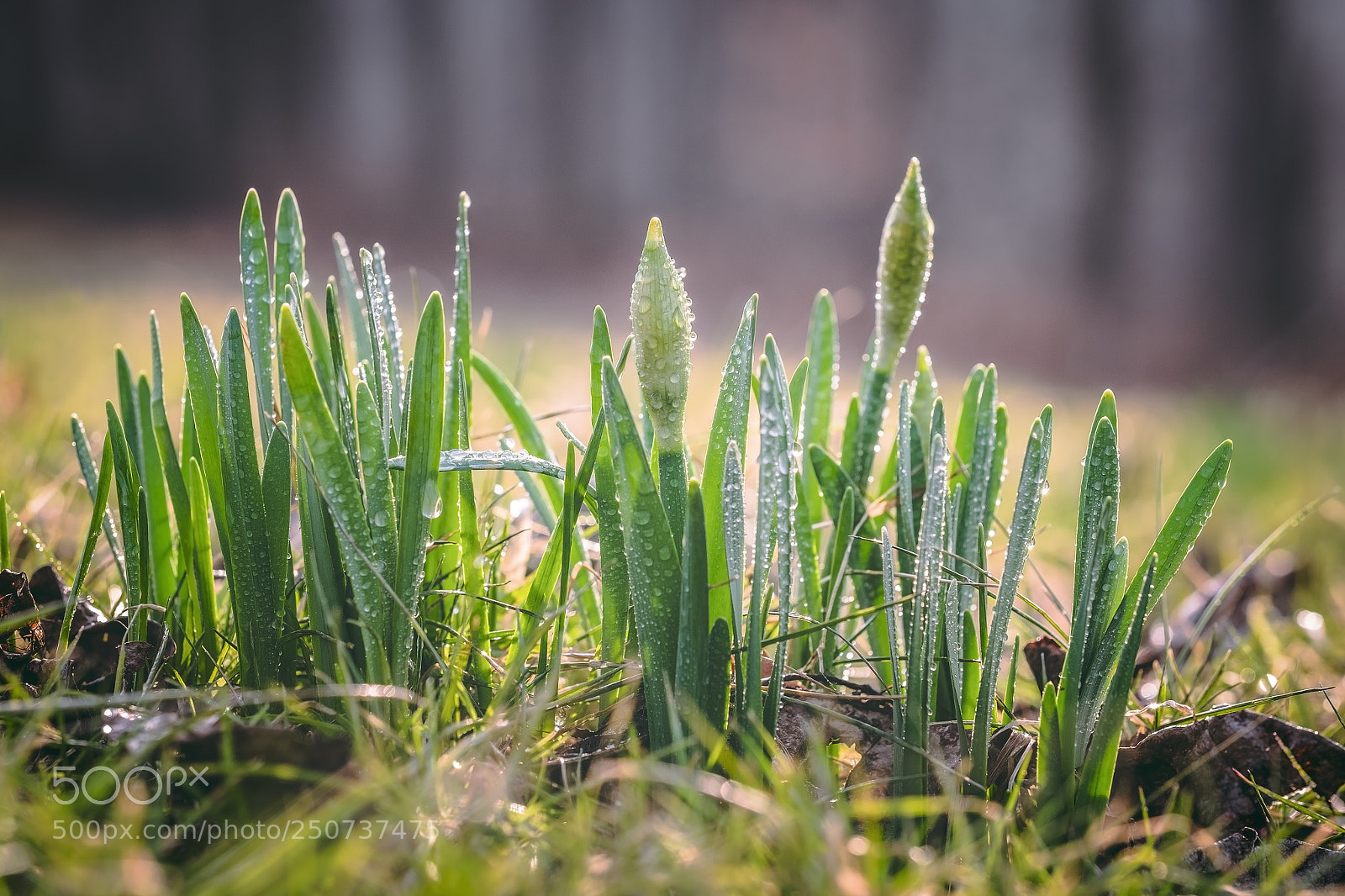 Fujifilm X-T1 sample photo. Spring time. photography