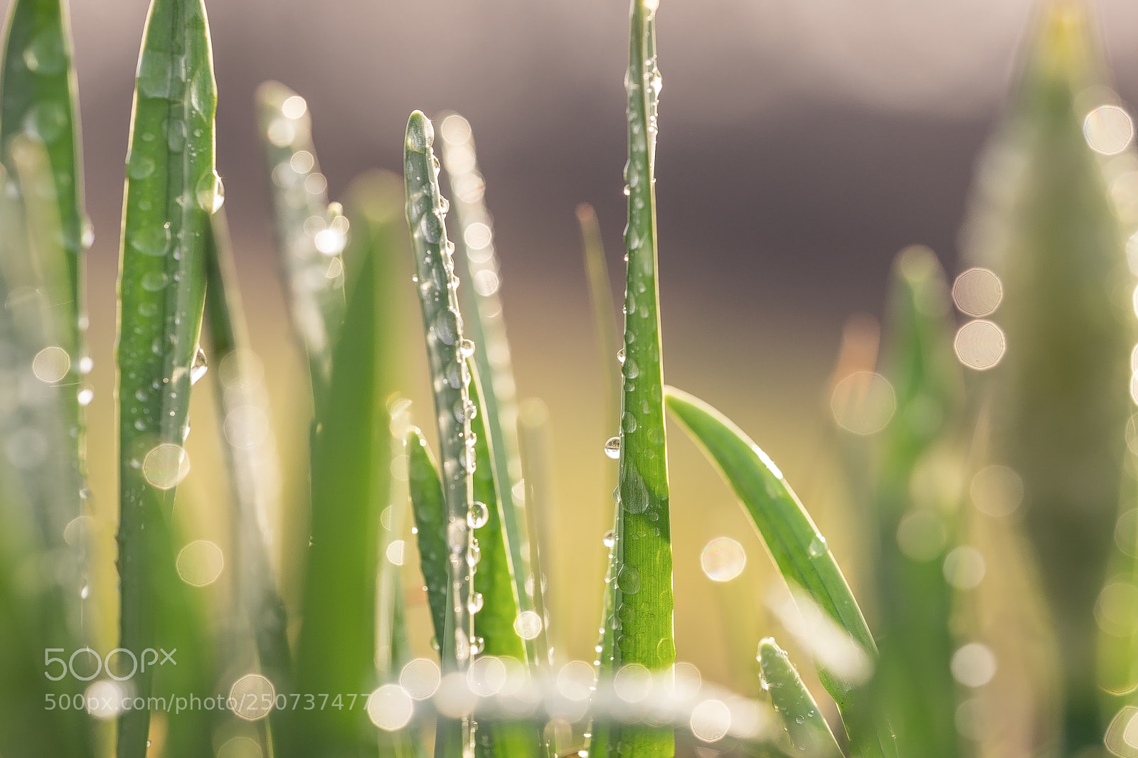 Fujifilm X-T1 sample photo. Spring time. photography