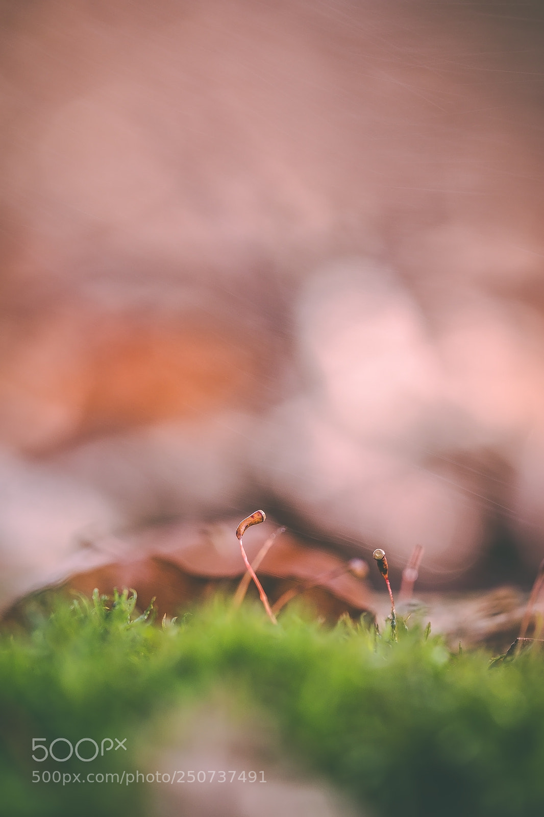 Fujifilm X-T1 sample photo. Spring time. photography