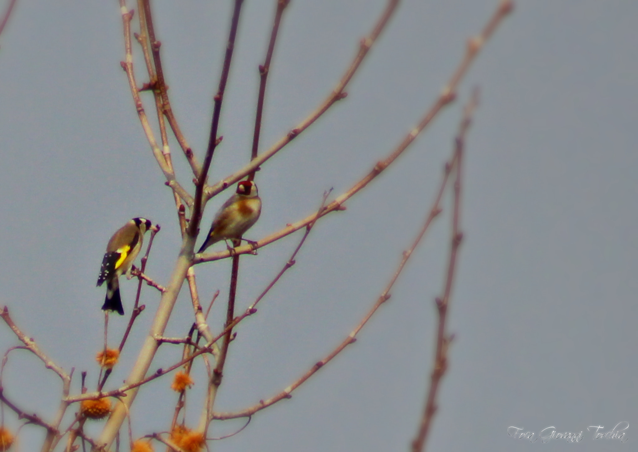 Canon EOS 1200D (EOS Rebel T5 / EOS Kiss X70 / EOS Hi) sample photo. Cardellini photography