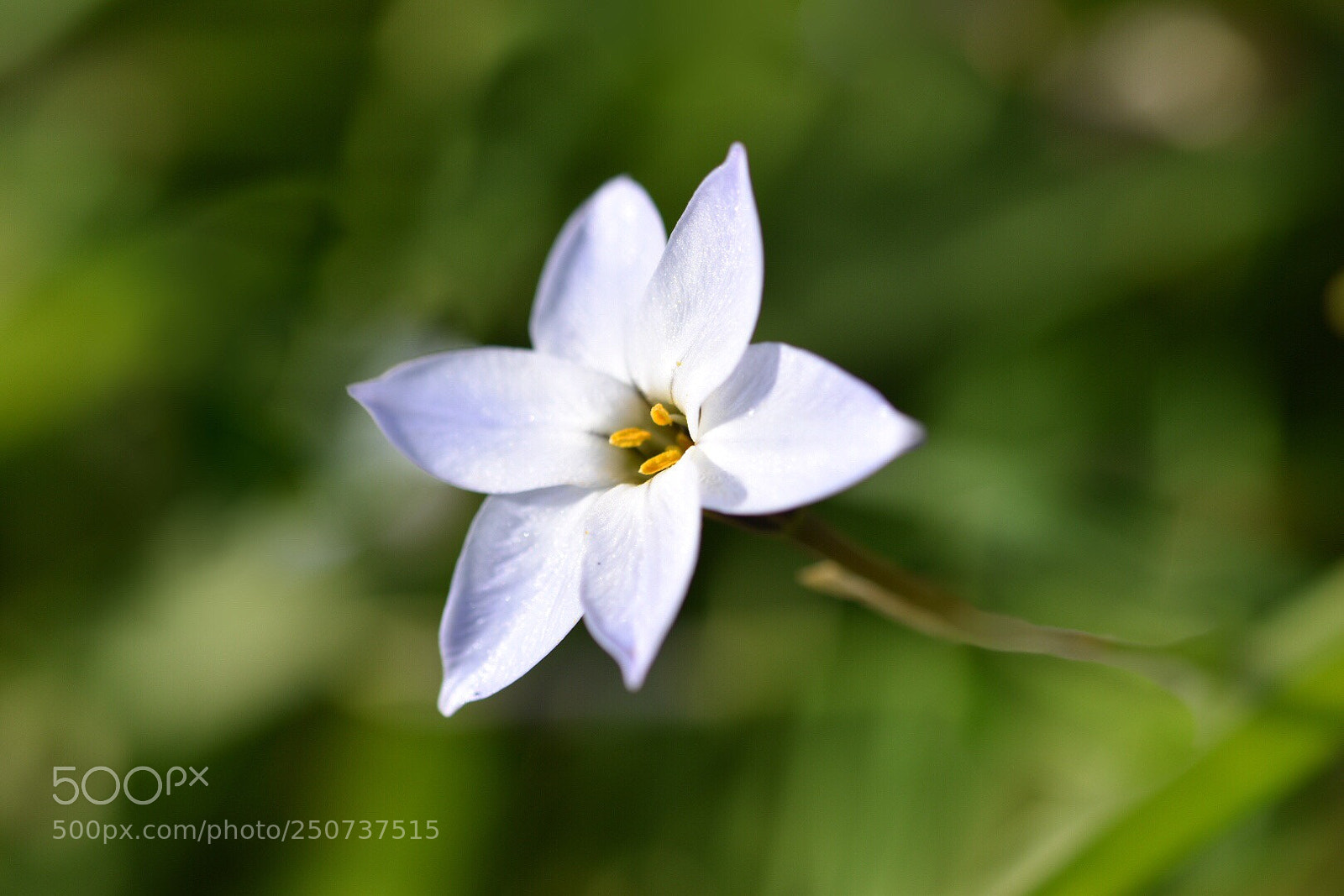Nikon D5600 sample photo. Spring starflower  photography