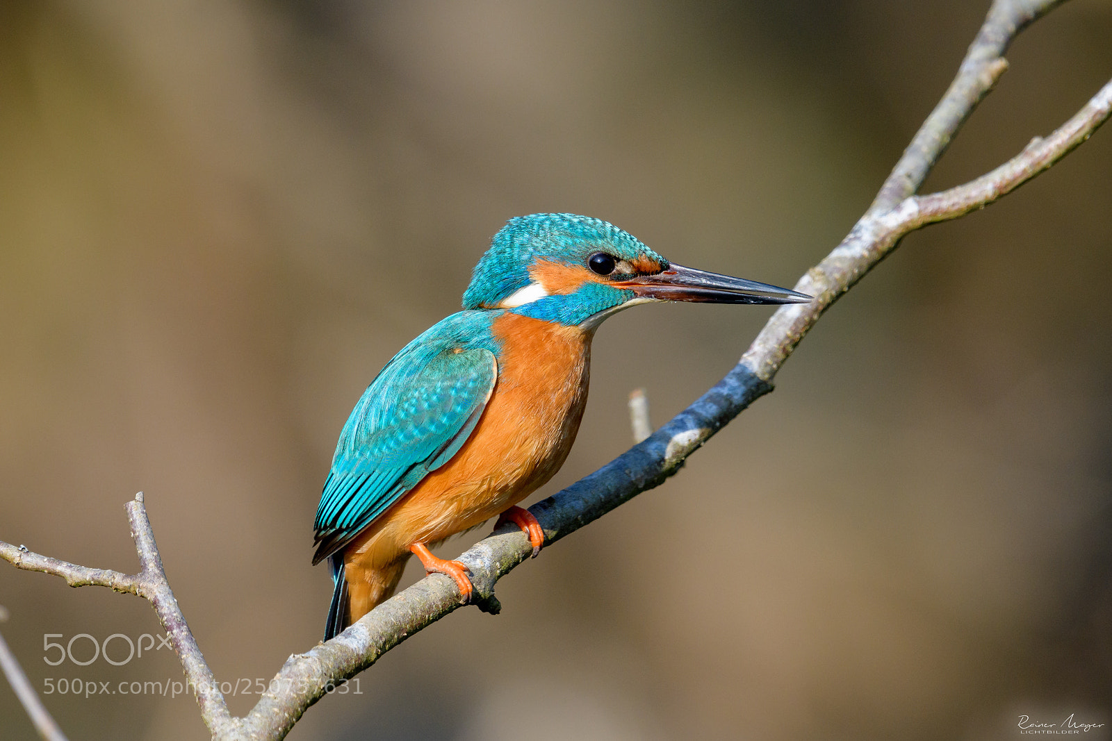 Nikon D500 sample photo. #168 - kingfisher close up photography