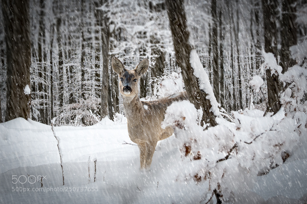 Nikon D500 sample photo. Unexpected meeting photography