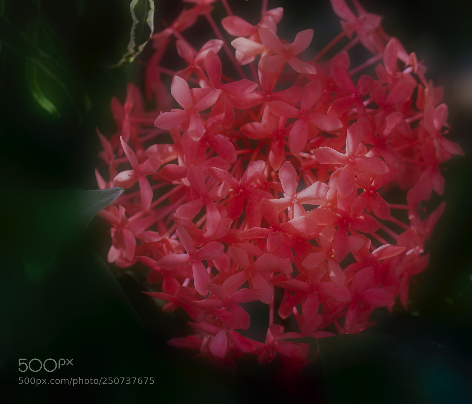 Sony ILCA-77M2 sample photo. Ixora coccinea photography