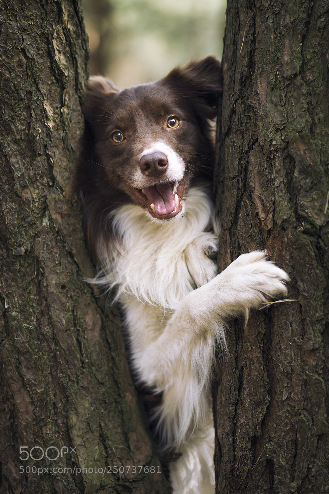 Canon EOS 80D sample photo. Peek a boo photography