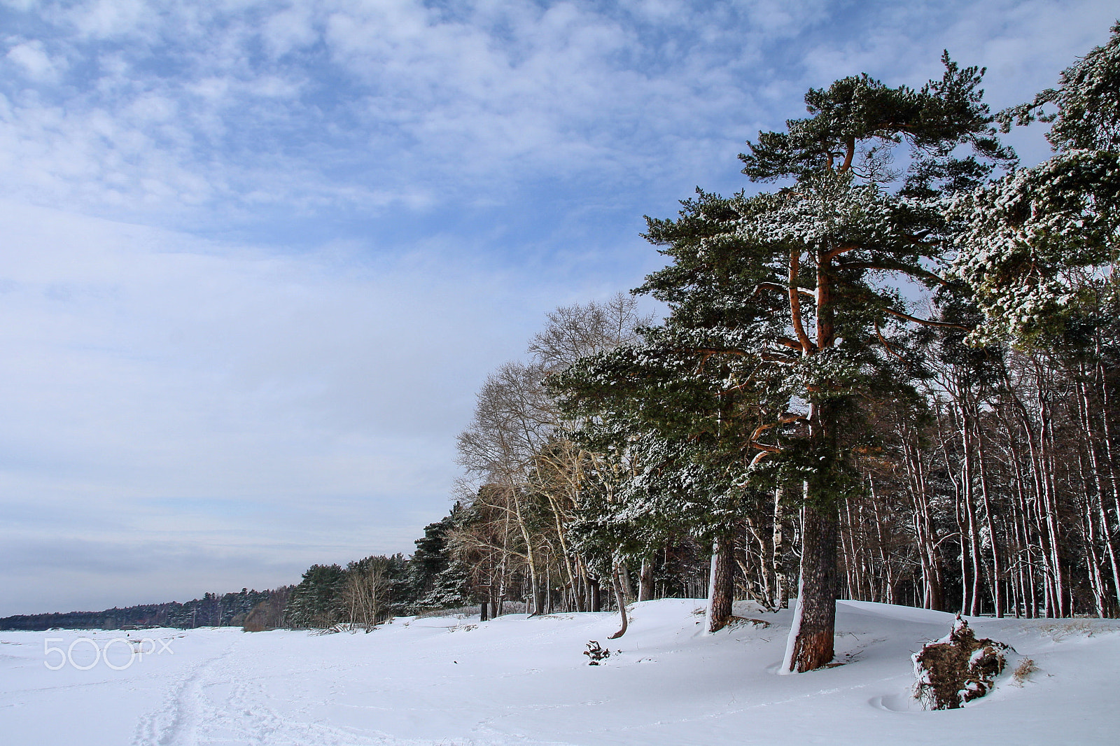 Canon EOS 1000D (EOS Digital Rebel XS / EOS Kiss F) sample photo. Komarovo coast. snow march photography