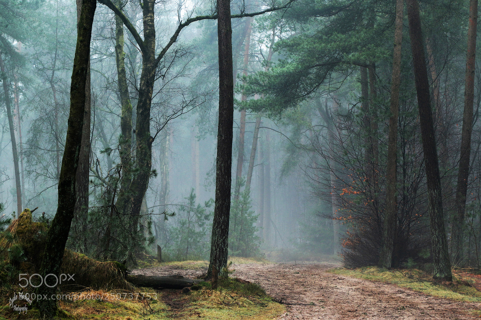 Canon EOS 7D Mark II sample photo. Beautiful silent spring morning photography