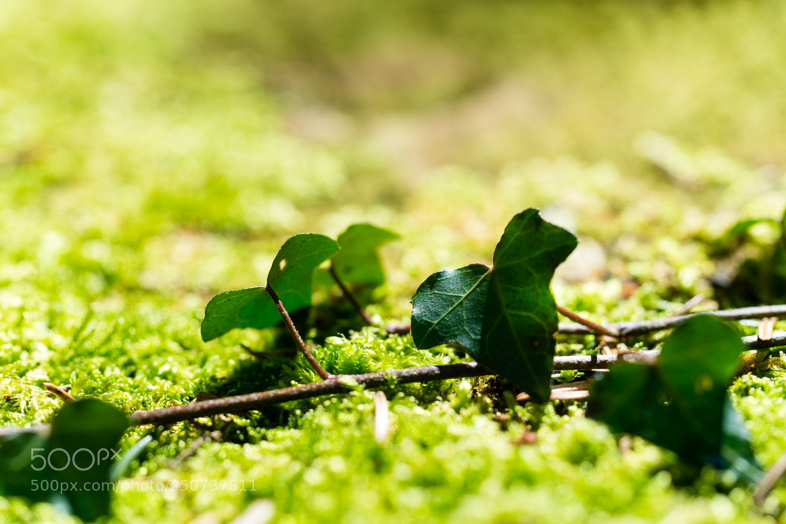 Nikon D610 sample photo. Spring photography