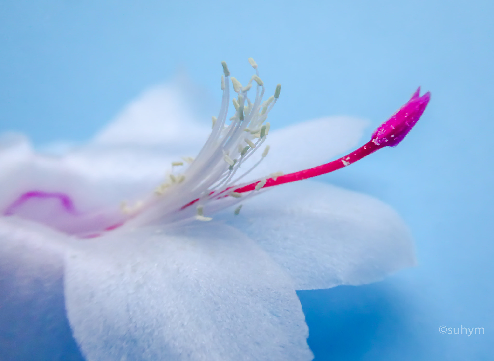 Panasonic Lumix DMC-ZS40 (Lumix DMC-TZ60) sample photo. Flower photography