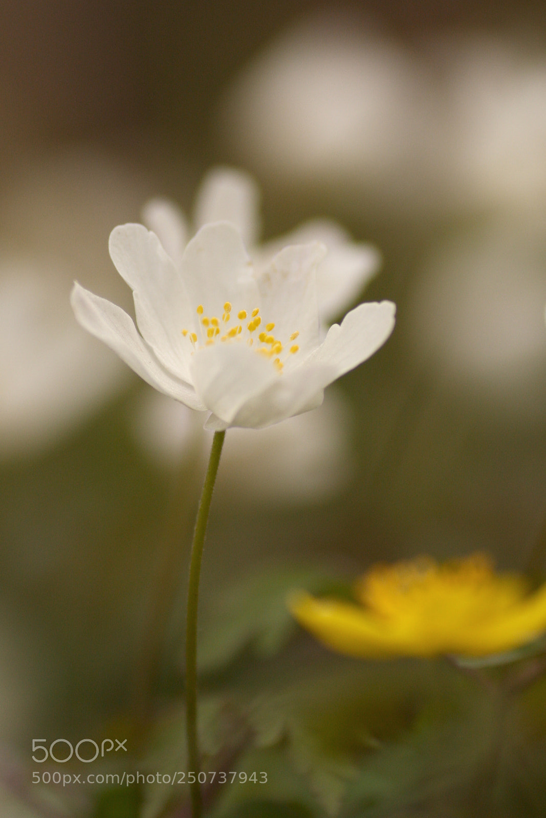Canon EOS 40D sample photo. Anémone blanche photography