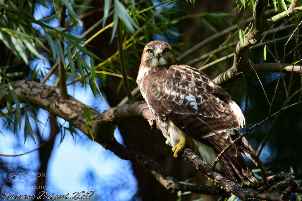 Nikon D750 sample photo. Red tailed hawk photography