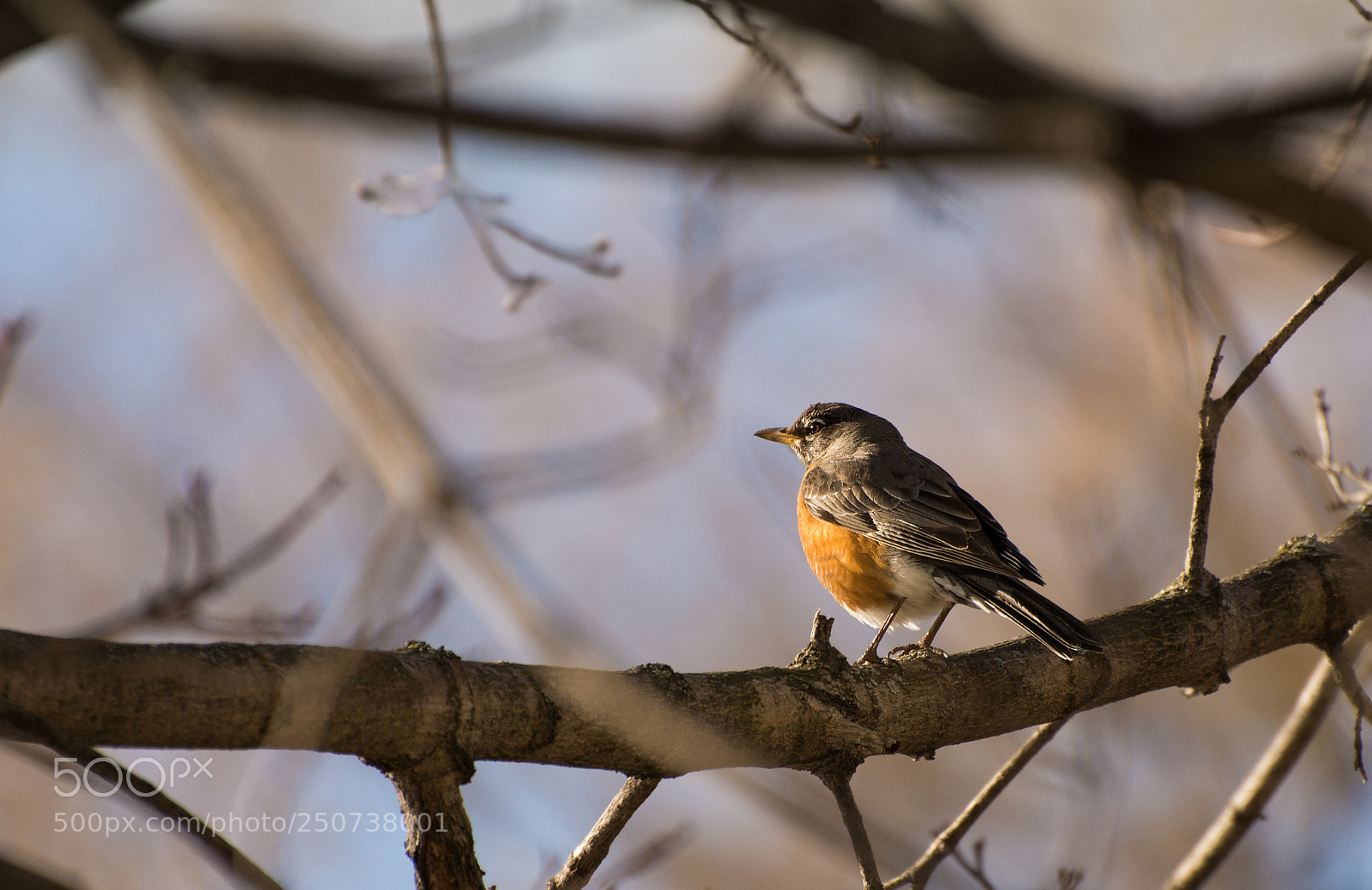 Nikon D7200 sample photo. American robin photography