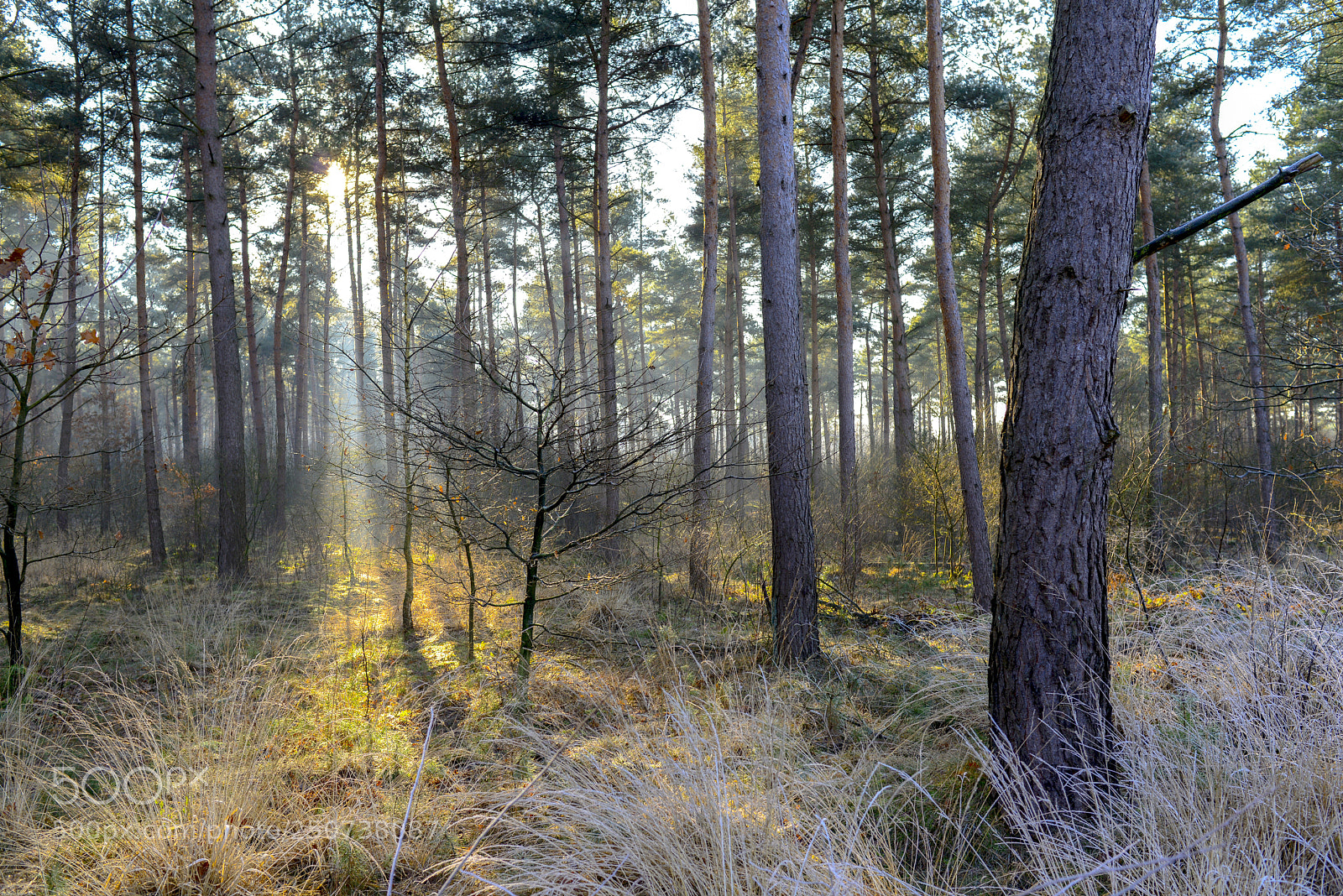 Nikon D800 sample photo. Winterwoods photography