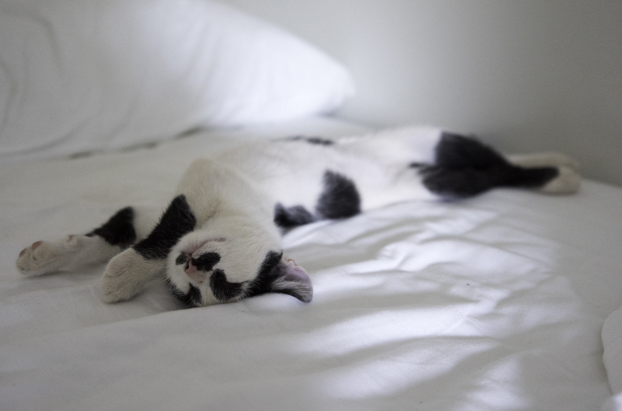 Leica T (Typ 701) sample photo. Life is good photography