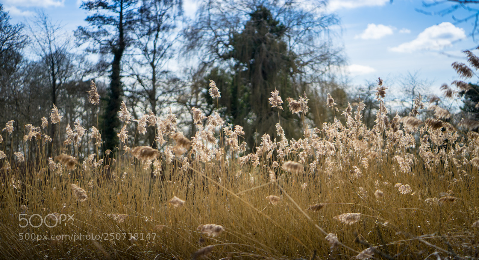 Sony a7 II sample photo. Dsc photography