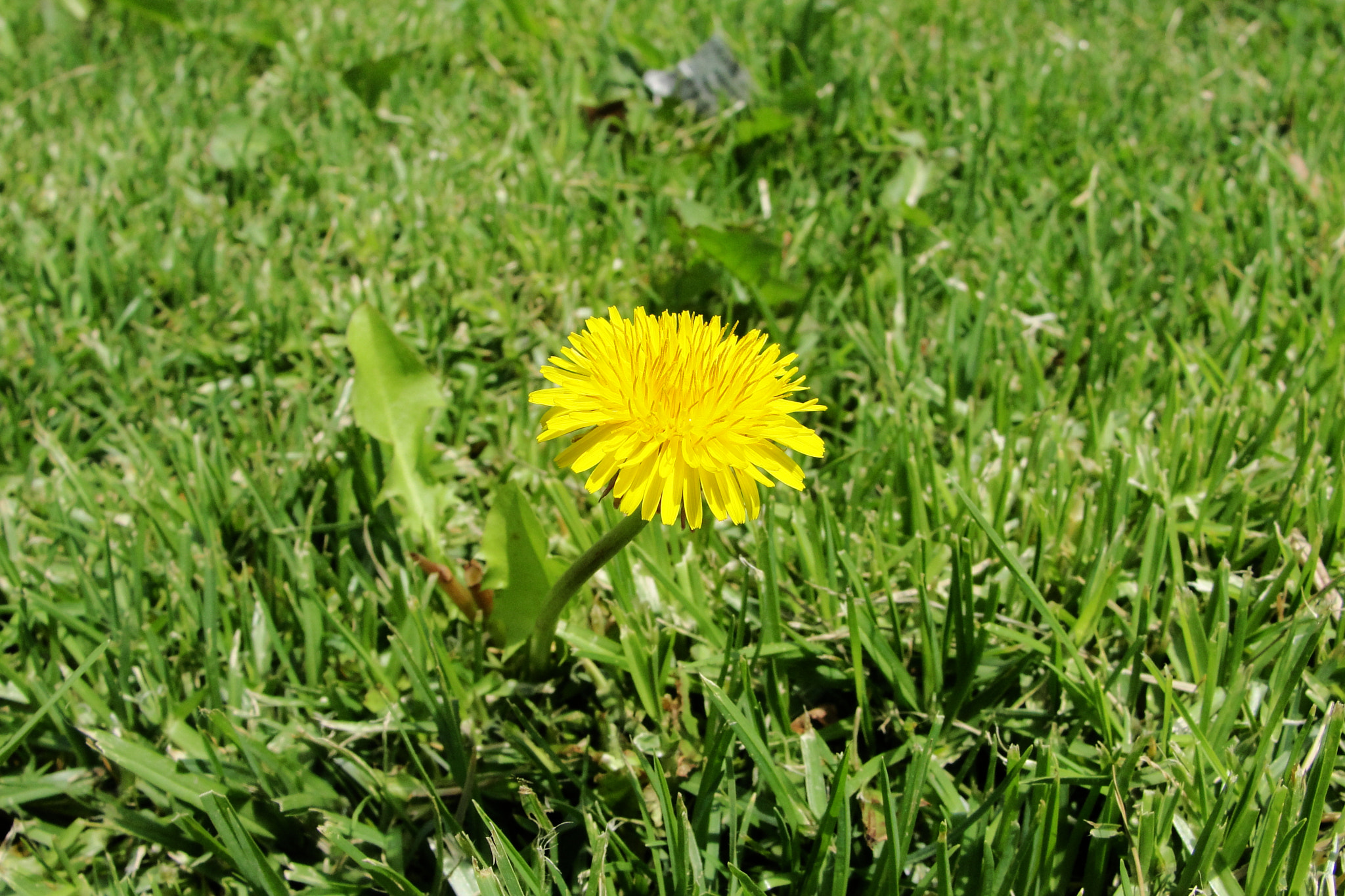 Sony Cyber-shot DSC-H20 sample photo. Profundidad campo reducida photography