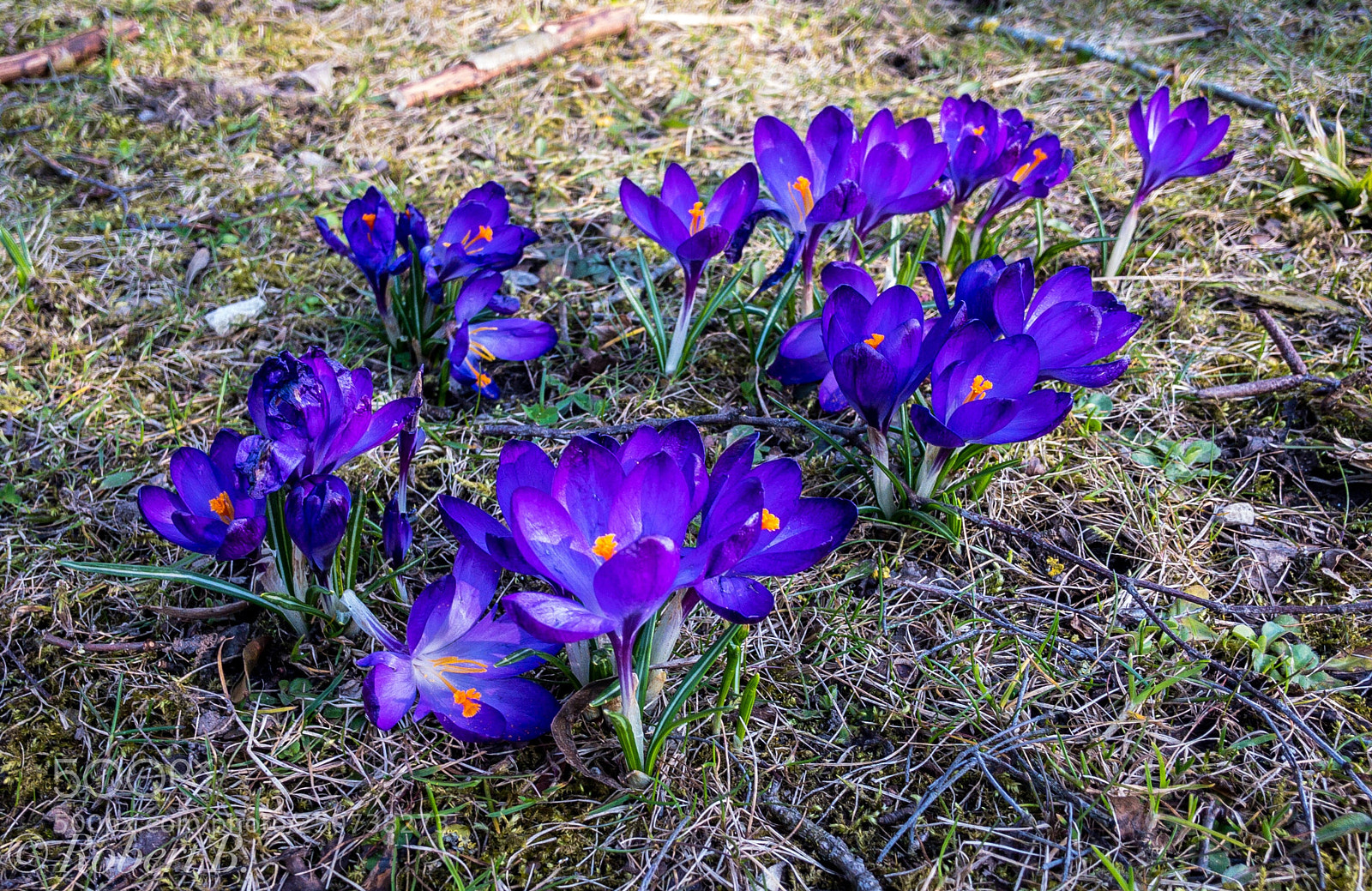 Apple iPhone X sample photo. Crocuses by sunshine photography