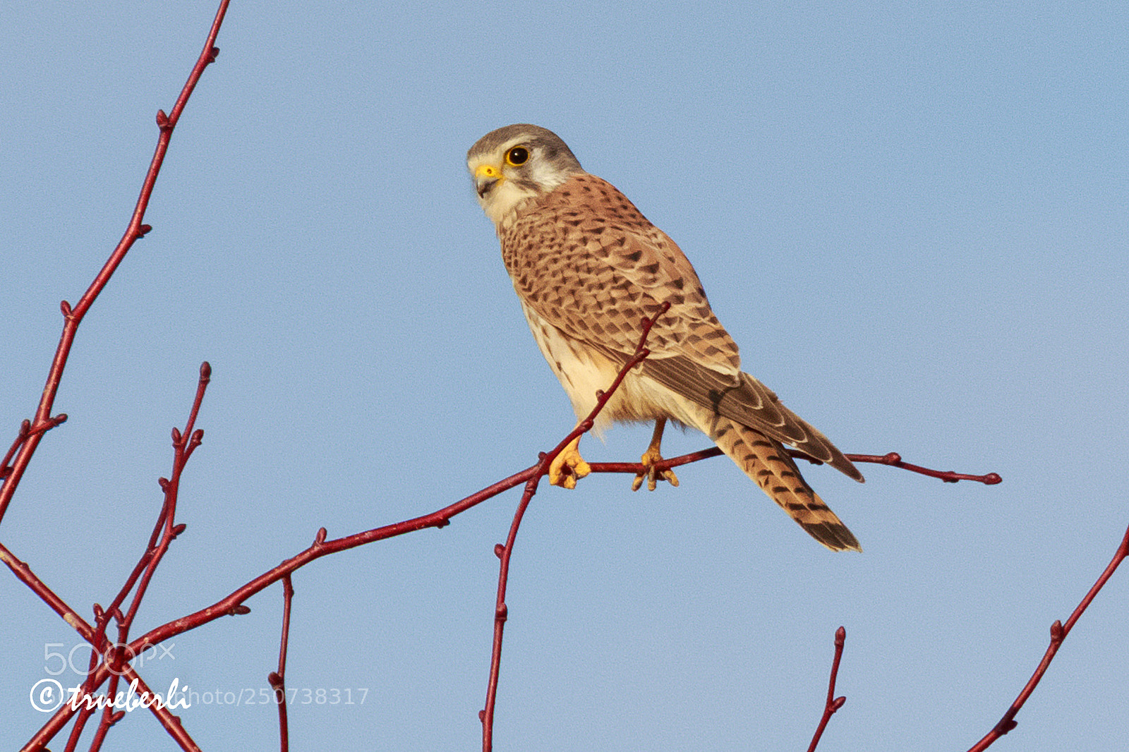 Canon EOS 7D Mark II sample photo. Turmfalke (falco tinnunculus) photography