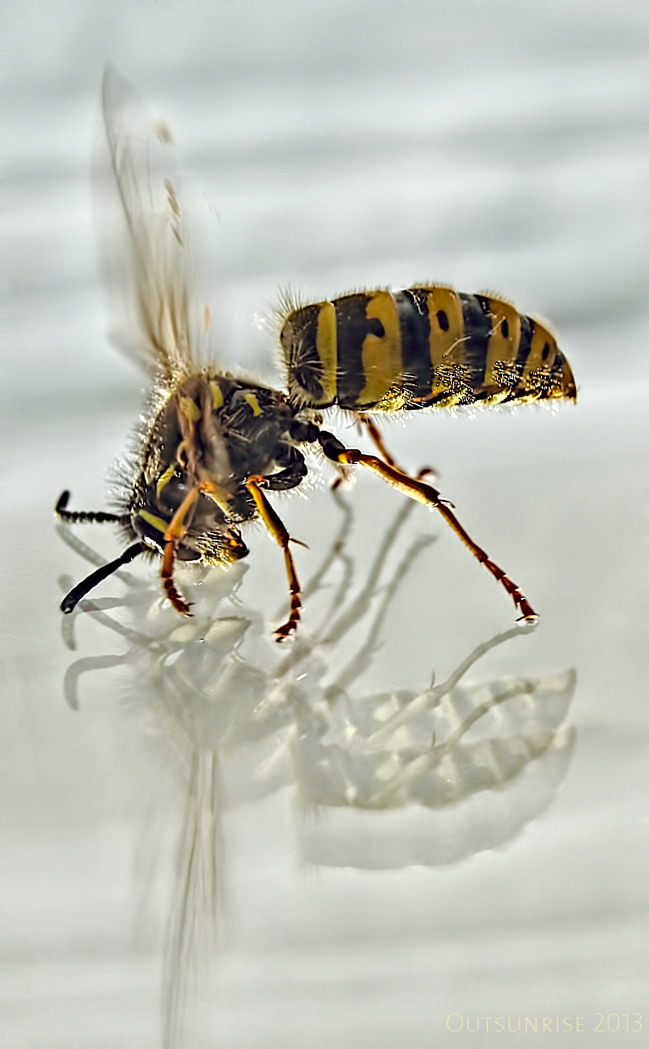 Sony SLT-A33 sample photo. Wasp by outsunrise photography