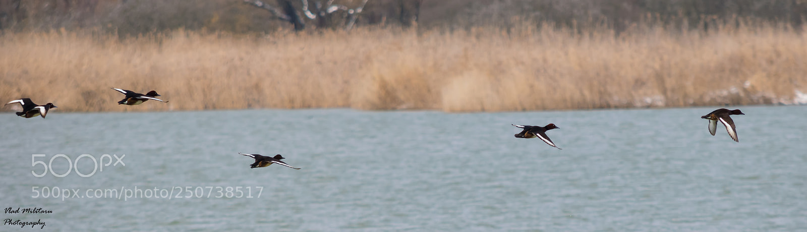 Nikon D5300 sample photo. Flock of ducks photography