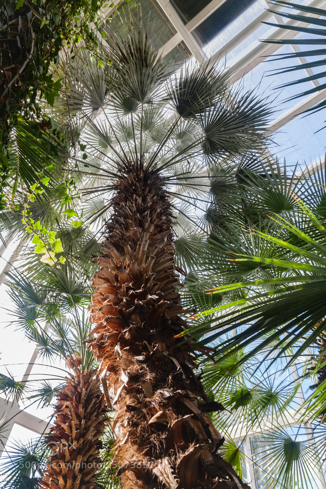 Canon EOS 500D (EOS Rebel T1i / EOS Kiss X3) sample photo. Canariensis palm photography