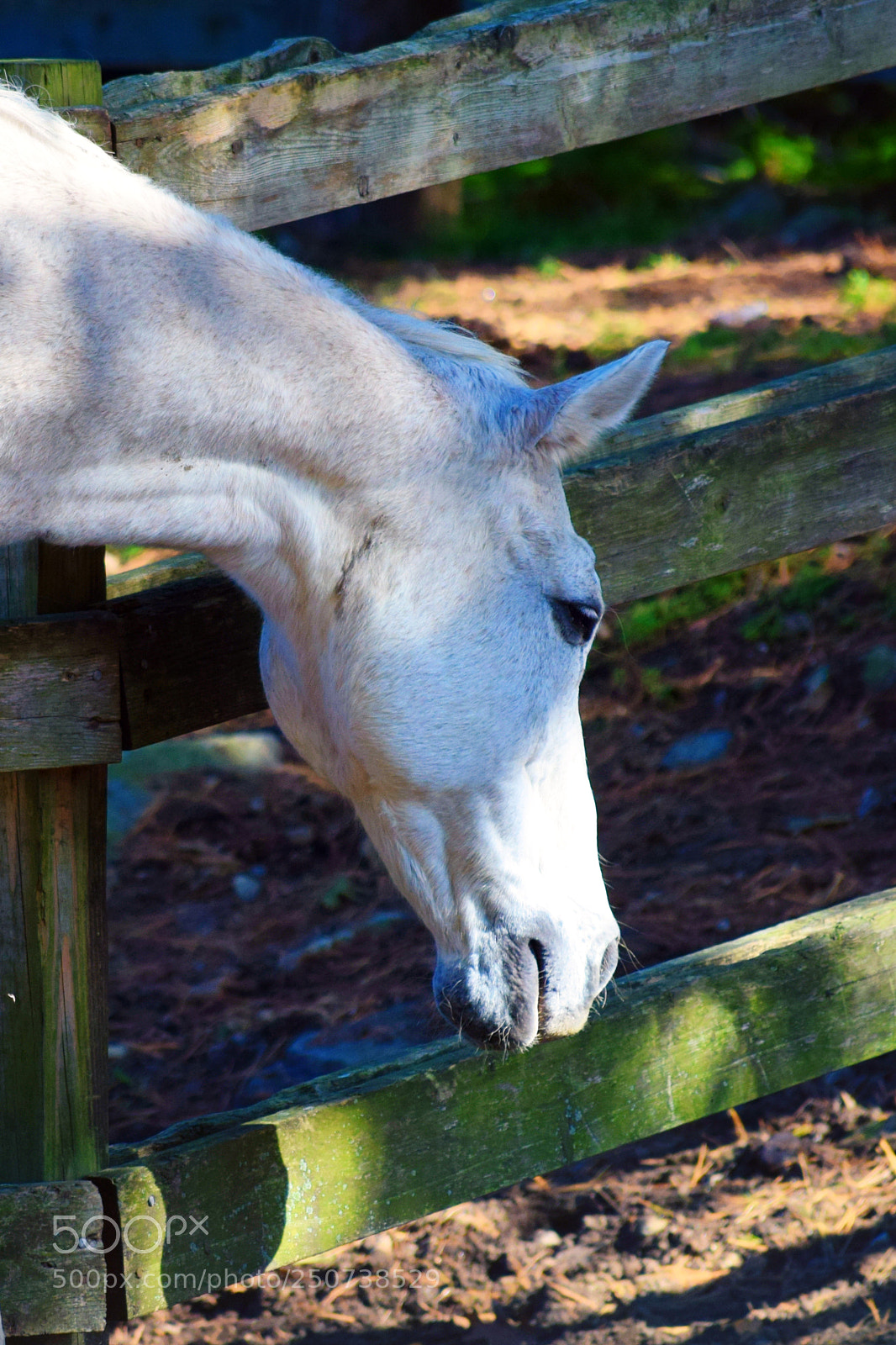 Nikon D3300 sample photo. White horse photography