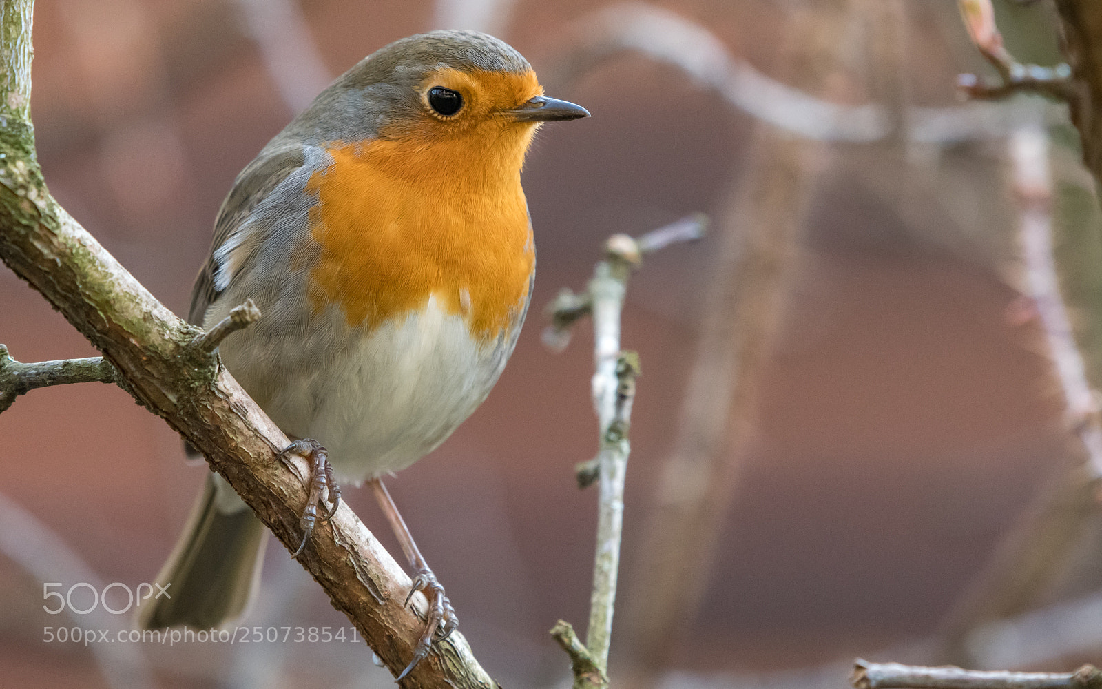 Nikon D500 sample photo. A robin in the photography