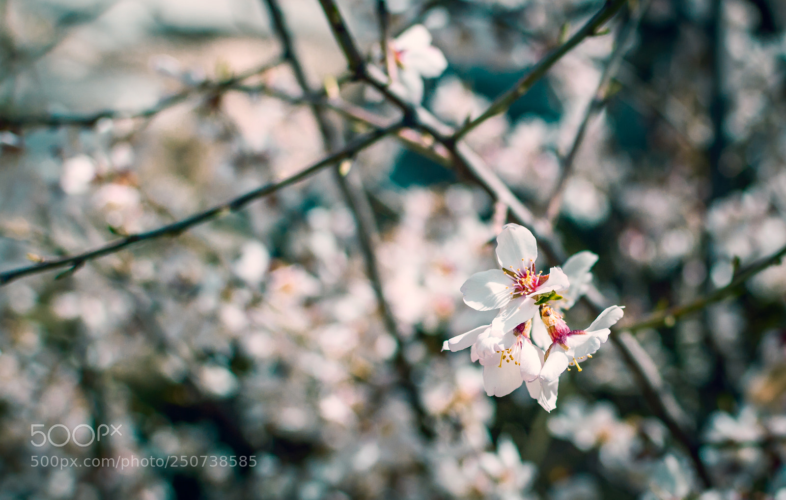 Nikon D3200 sample photo. Cherry blossom photography