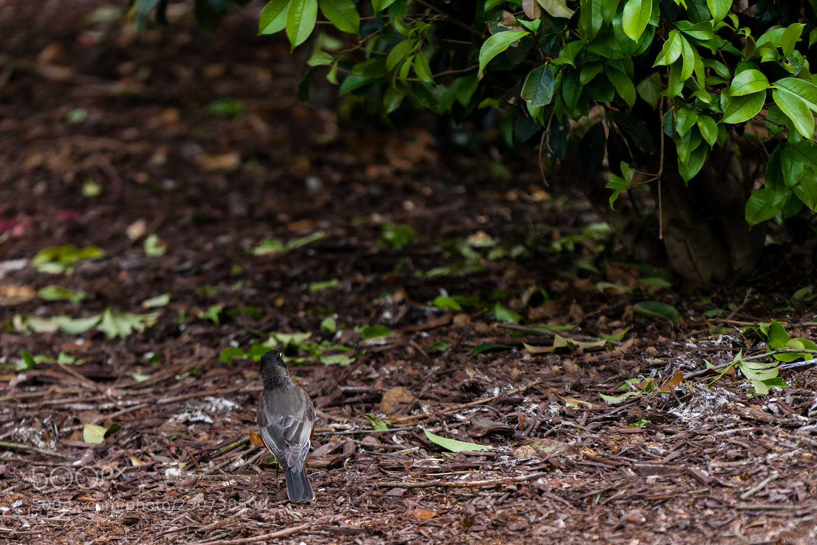 Sony a7R II sample photo. What's there? photography