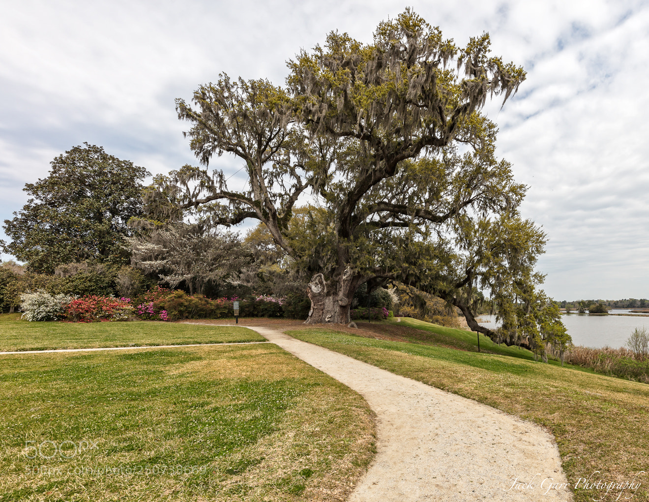 Canon EOS 5DS sample photo. Old oak tree photography