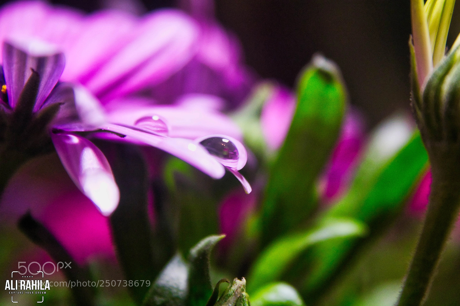 Canon EOS 60D sample photo. Autumn flowers photography