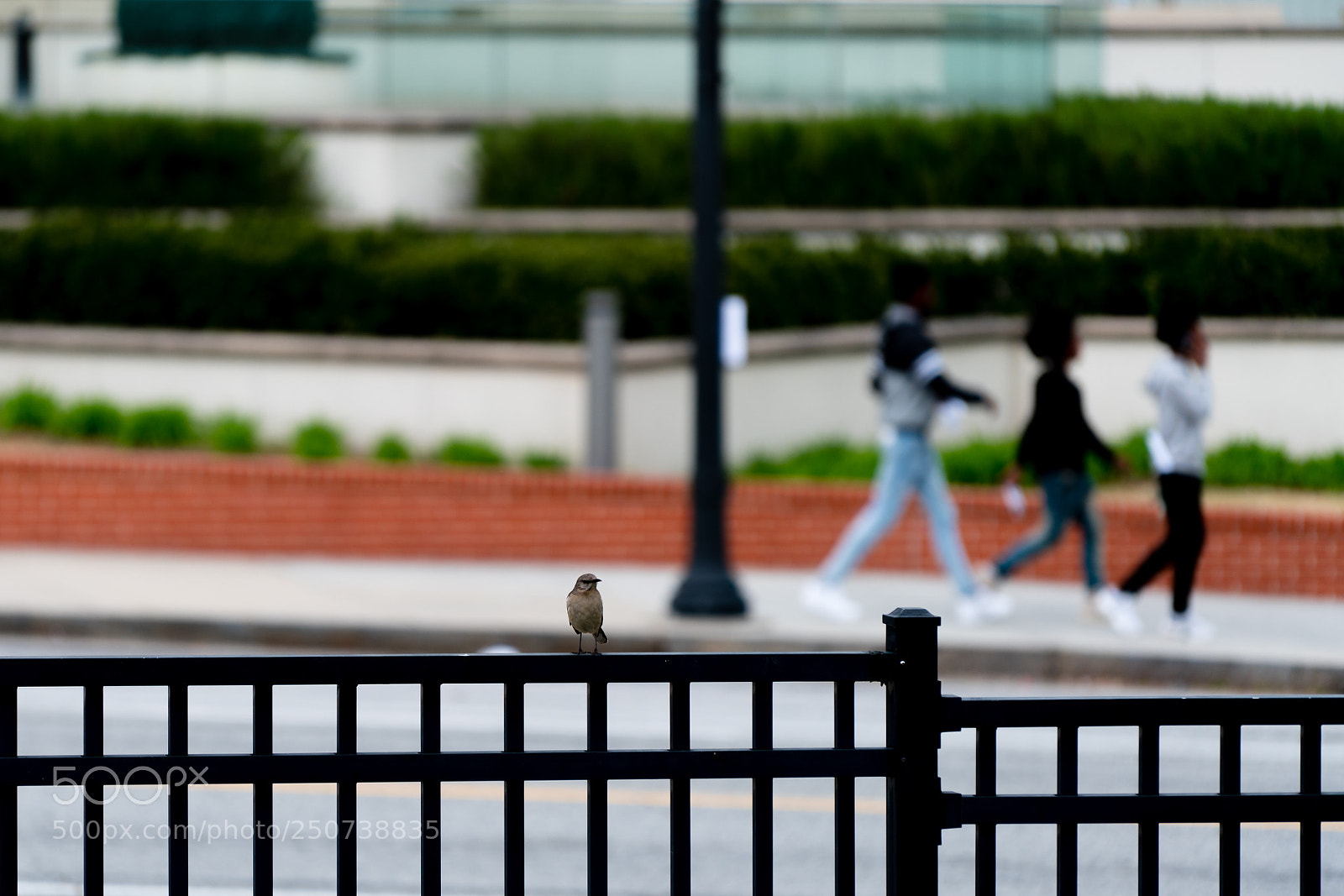 Sony a7R II sample photo. Untitled photography