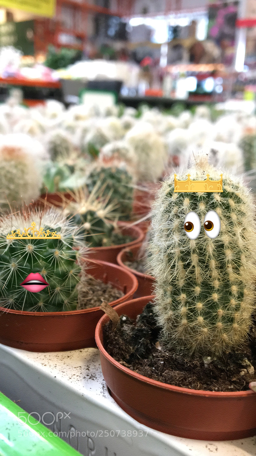 Apple iPhone 6s sample photo. Fun cactus.. photography